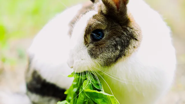 A brown and white rabbit eating a large fresh green leaf outdoors