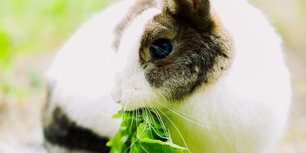 A brown and white rabbit eating a large fresh green leaf outdoors