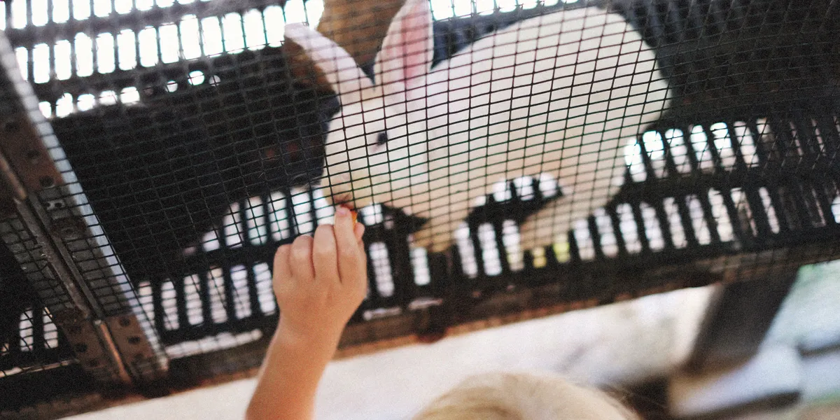 A small child’s hand offering food to a white rabbit through the mesh of a hutch