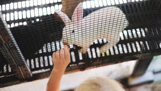 A small child’s hand offering food to a white rabbit through the mesh of a hutch