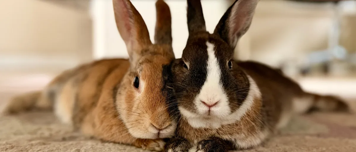 Two rabbits lying together on a carpet indoors