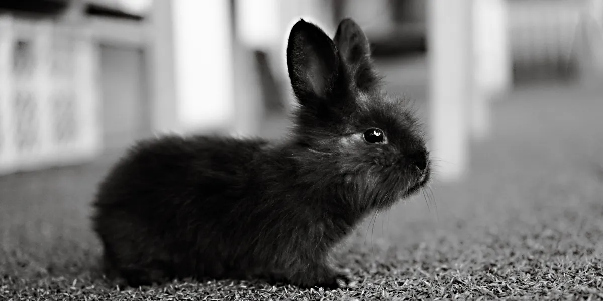 A dark rabbit sitting still and low on a carpeted floor in black and white