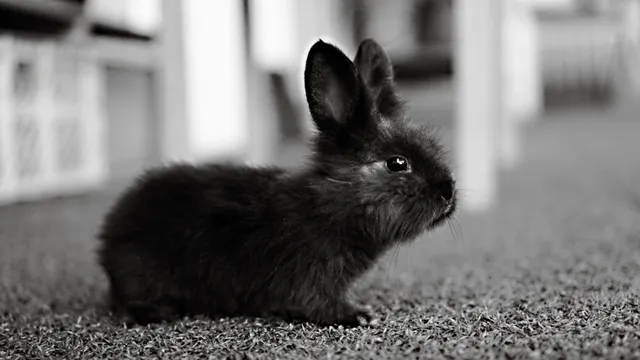 A dark rabbit sitting still and low on a carpeted floor in black and white