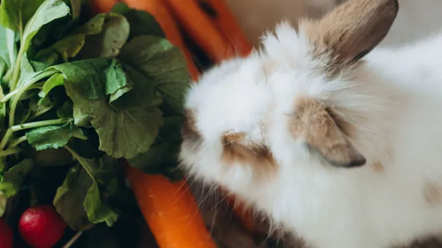 A white and brown rabbit sniffing carrots and radish greens beside scattered rabbit pellets