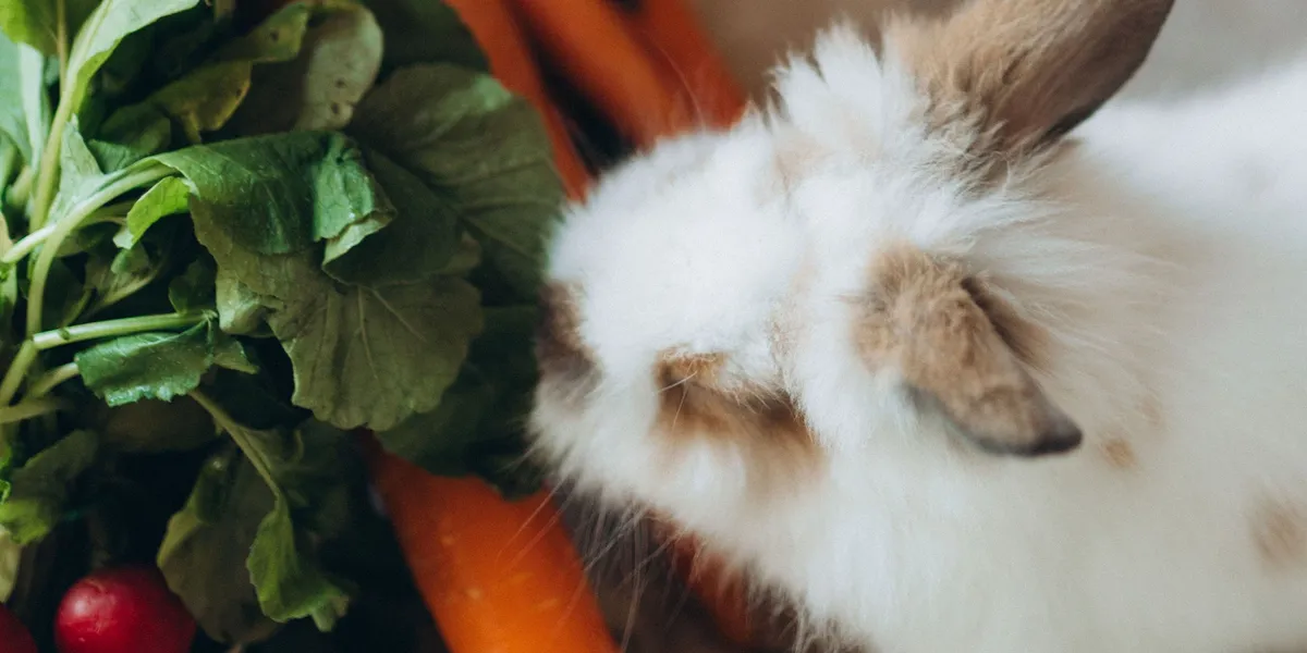 A white and brown rabbit sniffing carrots and radish greens beside scattered rabbit pellets