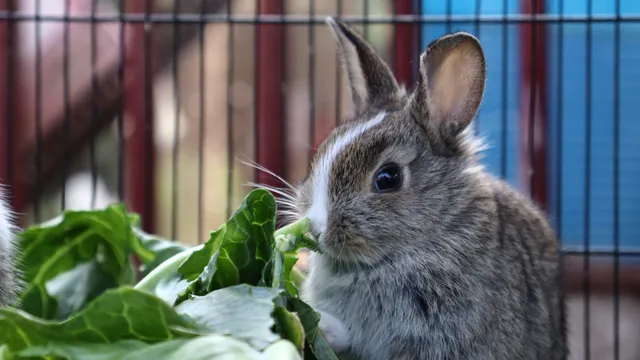 A grey and white rabbit eating a leafy green vegetable inside an enclosure