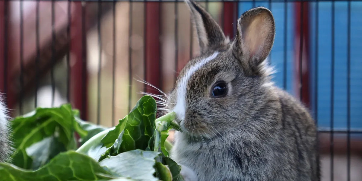 A grey and white rabbit eating a leafy green vegetable inside an enclosure