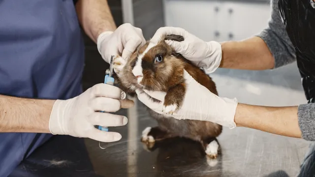 A veterinarian in gloves trimming the nails of a brown and white rabbit on a clinic table