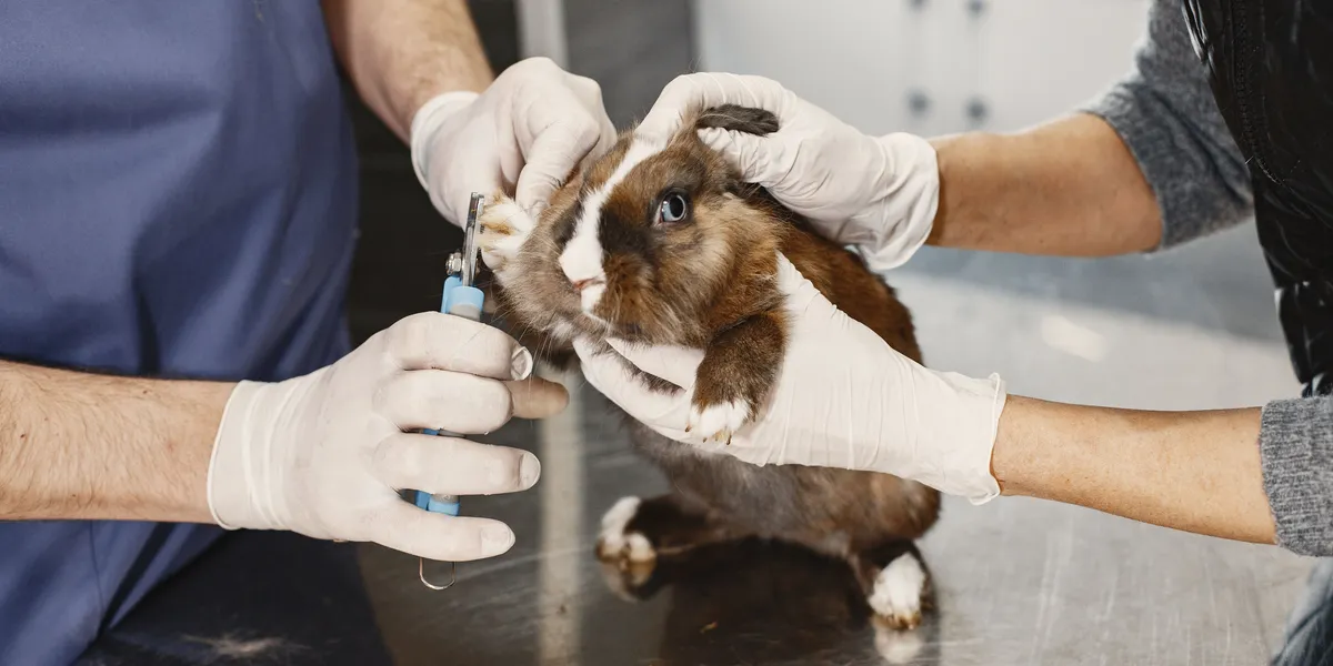 A veterinarian in gloves trimming the nails of a brown and white rabbit on a clinic table