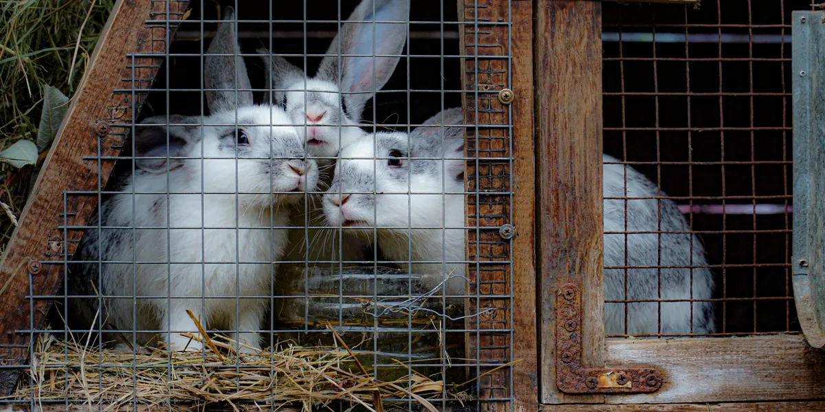Several rabbits pressed together looking out through the wire mesh door of a small wooden hutch