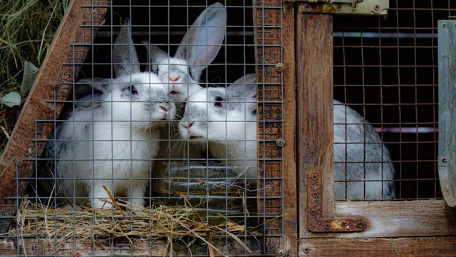Several rabbits pressed together looking out through the wire mesh door of a small wooden hutch