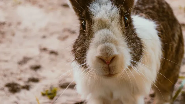 Close-up of a brown and white rabbit facing the camera with ears upright