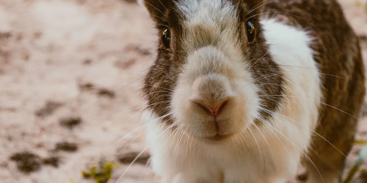 Close-up of a brown and white rabbit facing the camera with ears upright
