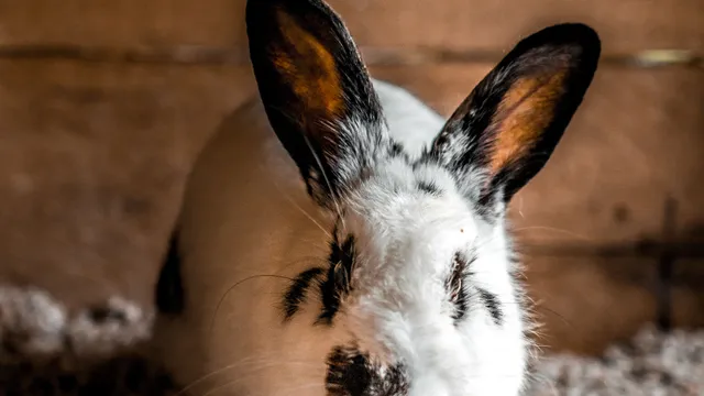 Close-up of a white and black rabbit with detailed fur and facial markings