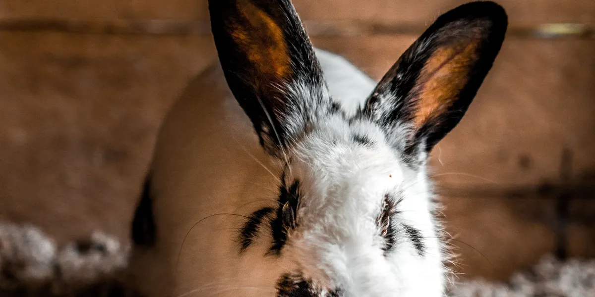 Close-up of a white and black rabbit with detailed fur and facial markings