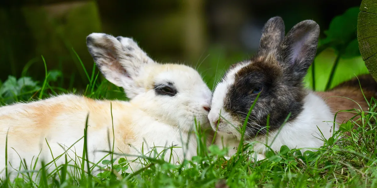 Two rabbits lying close together in grass, one nuzzling the other