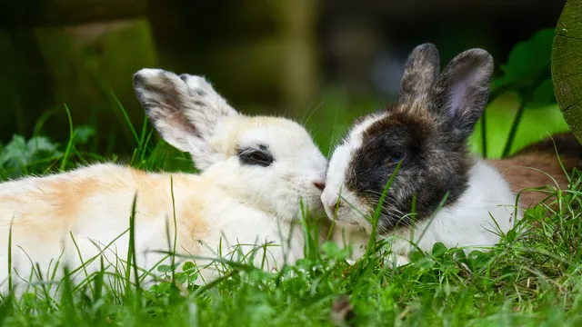 Two rabbits lying close together in grass, one nuzzling the other