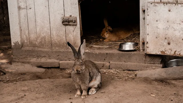 A rabbit resting inside the dark doorway of a wooden hutch while another sits outside