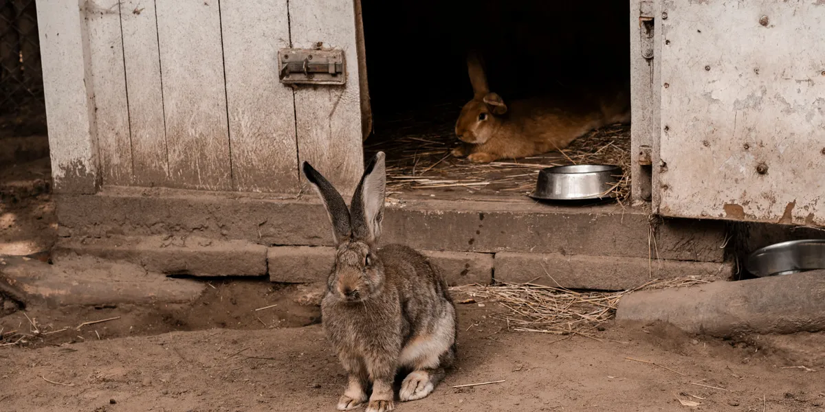A rabbit resting inside the dark doorway of a wooden hutch while another sits outside