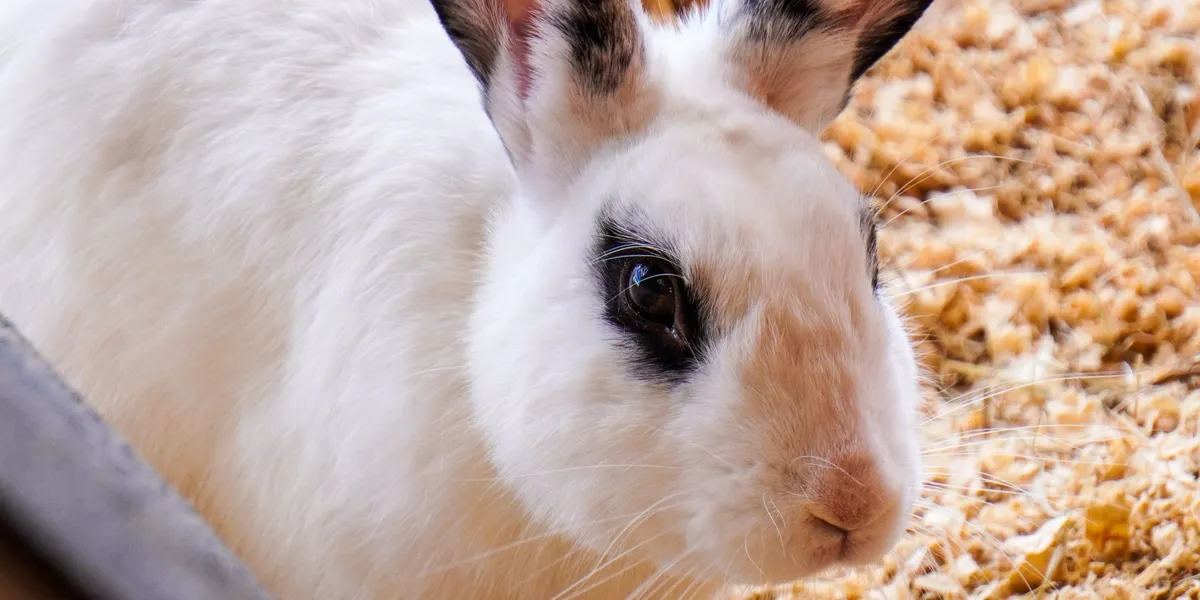 A white rabbit with dark-tipped ears resting on wood shavings beside the edge of a litter tray
