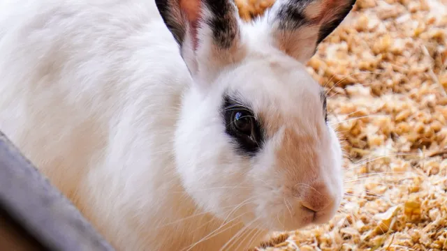 A white rabbit with dark-tipped ears resting on wood shavings beside the edge of a litter tray
