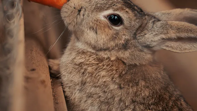 A brown rabbit chewing on a carrot pushed through a wire fence
