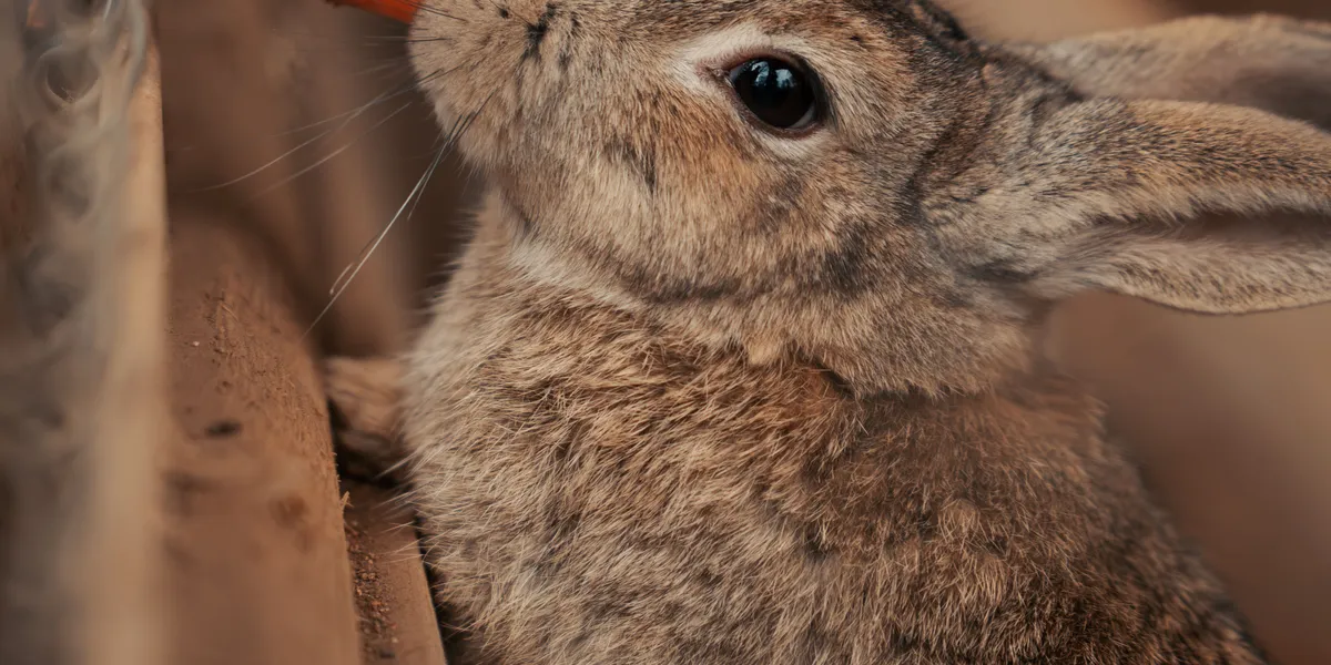 A brown rabbit chewing on a carrot pushed through a wire fence