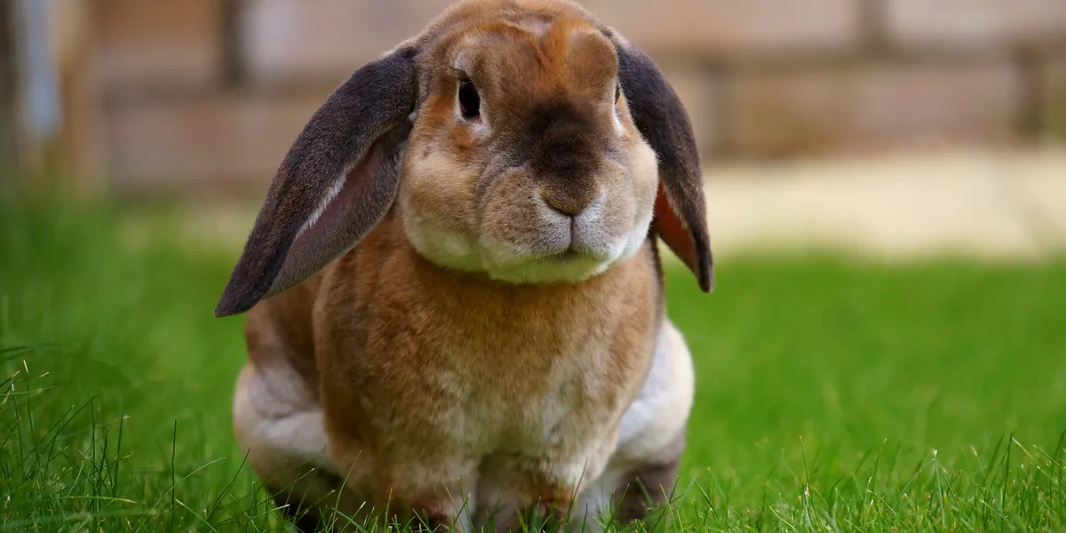 A brown lop-eared rabbit sitting on green grass facing the camera