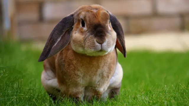 A brown lop-eared rabbit sitting on green grass facing the camera