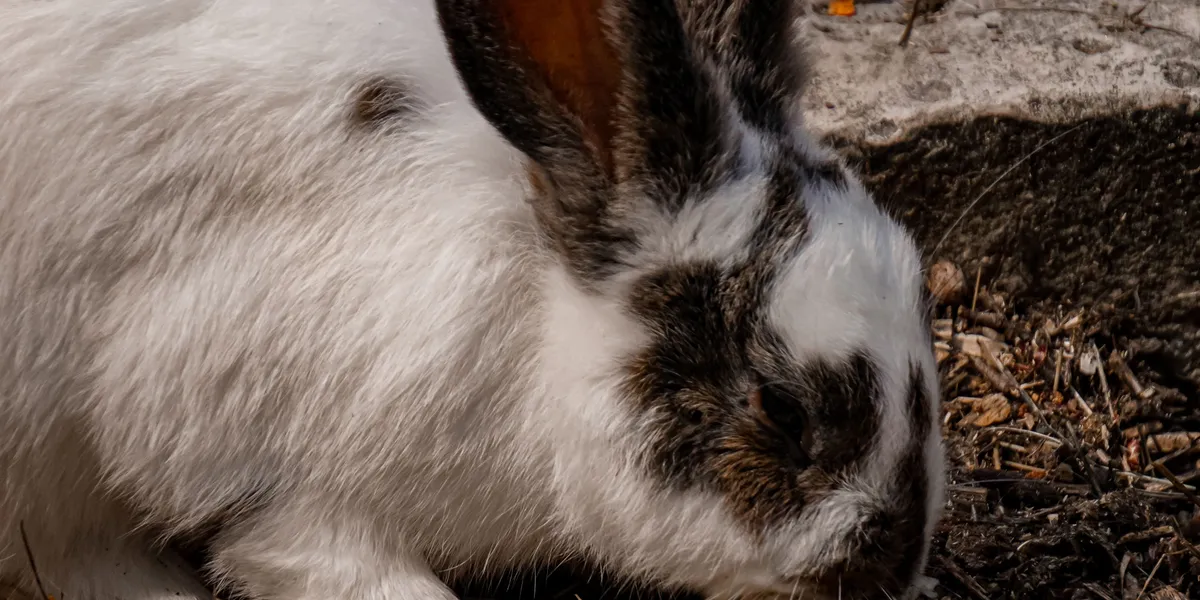 Two rabbits nosing and scratching at loose ground covered in straw and wood debris