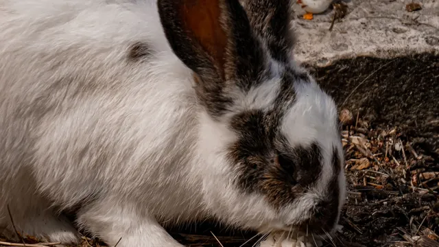Two rabbits nosing and scratching at loose ground covered in straw and wood debris