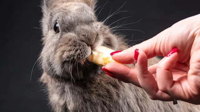 A person hand-feeding a small treat to a grey lionhead rabbit
