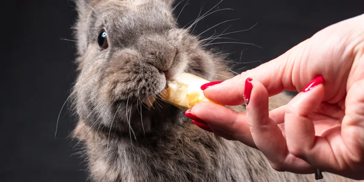 A person hand-feeding a small treat to a grey lionhead rabbit