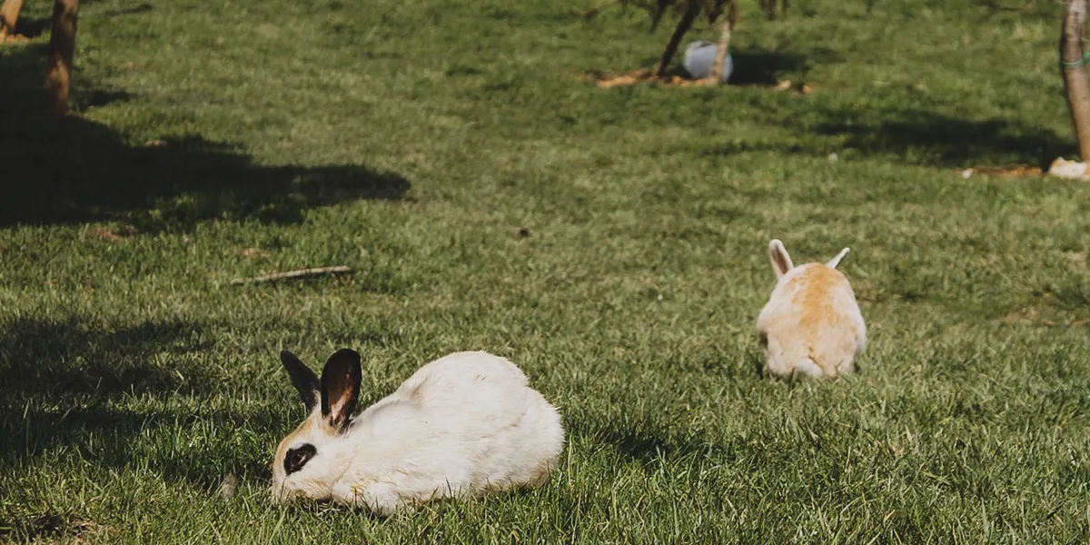 Two rabbits resting and grazing on a sunny grass lawn
