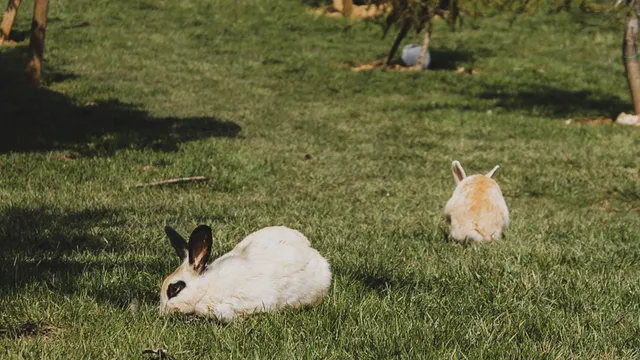 Two rabbits resting and grazing on a sunny grass lawn