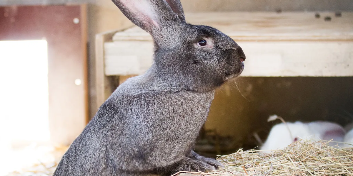 A large grey Flemish Giant rabbit standing upright on its hind legs against a log in a straw-bedded barn