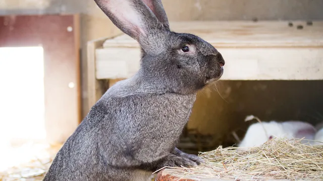 A large grey Flemish Giant rabbit standing upright on its hind legs against a log in a straw-bedded barn