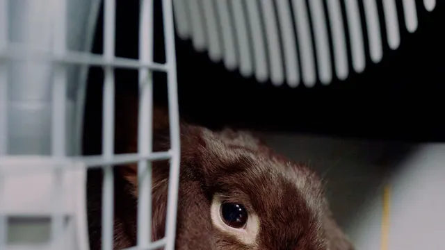 A brown lop-eared rabbit sitting inside an open pet carrier lined with hay