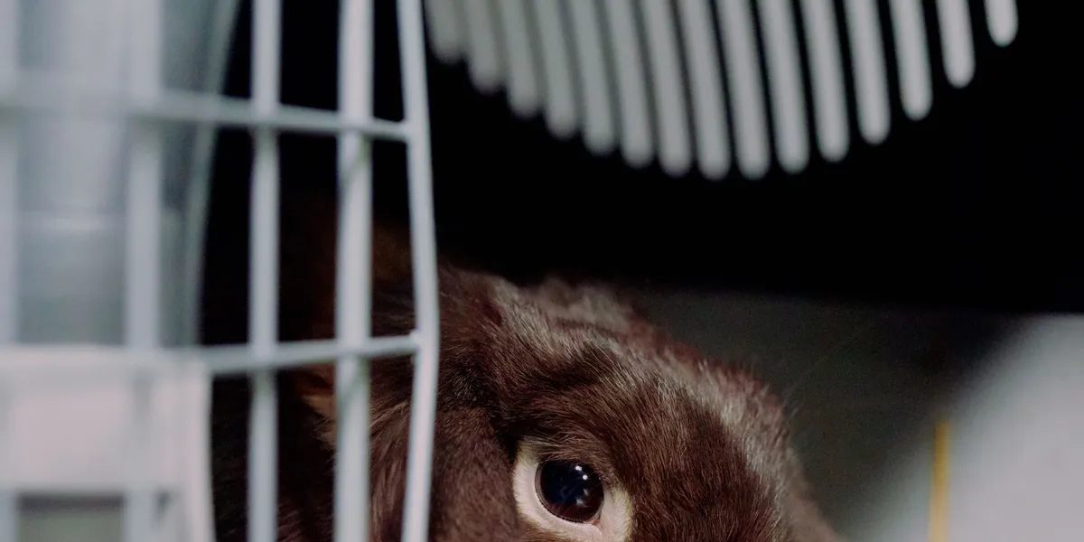 A brown lop-eared rabbit sitting inside an open pet carrier lined with hay