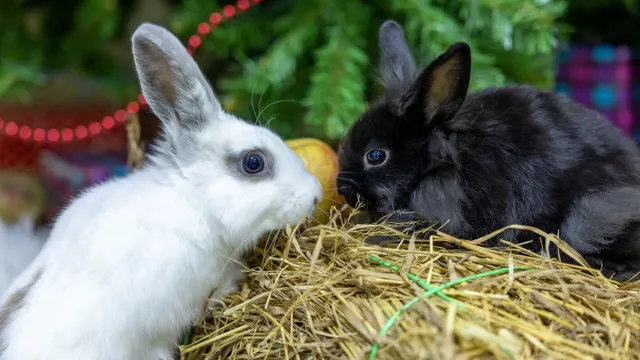 A white rabbit and a black rabbit facing each other across a bale of hay