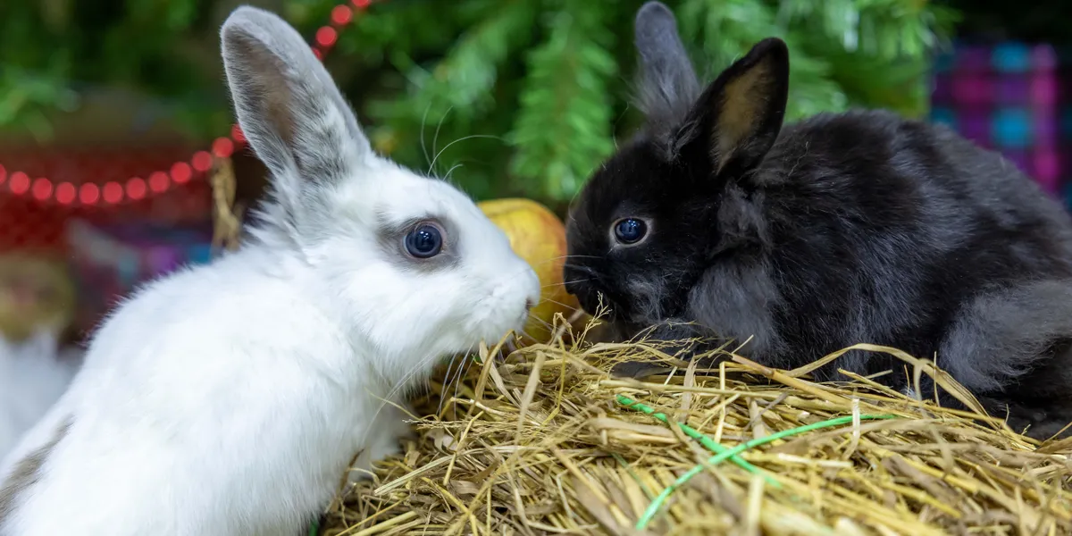 A white rabbit and a black rabbit facing each other across a bale of hay