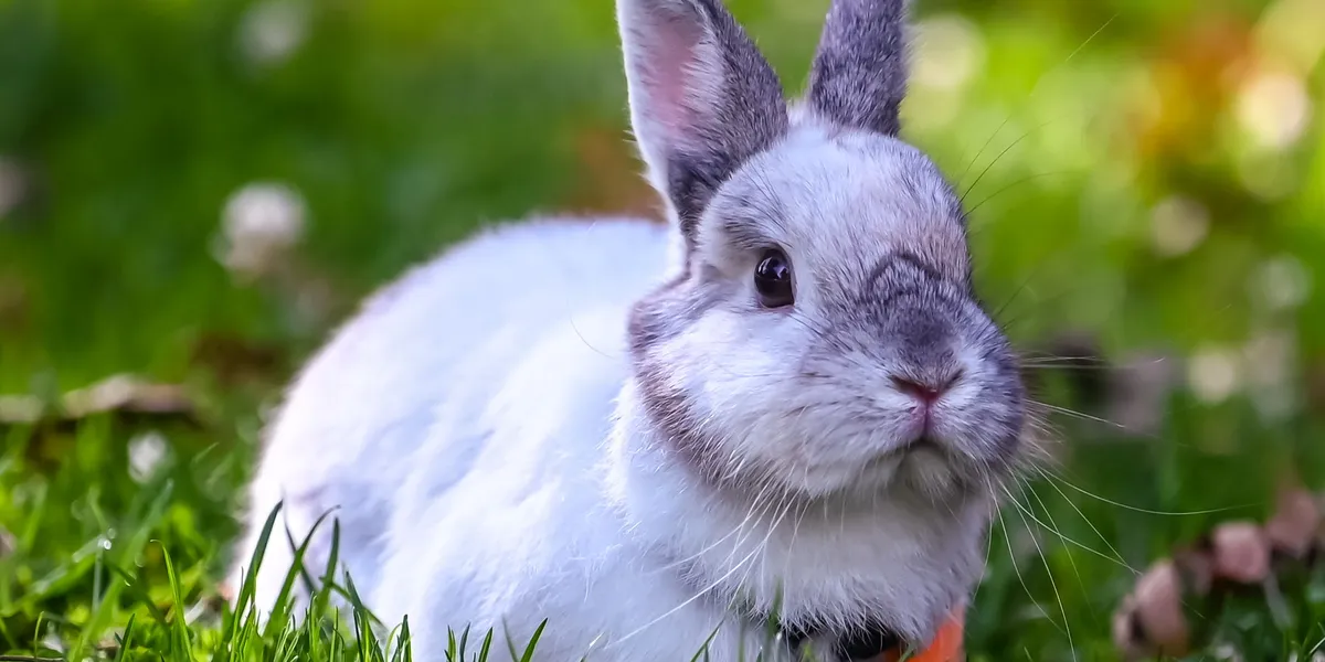 A white and grey rabbit sitting alert in green grass