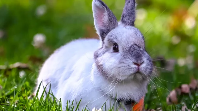 A white and grey rabbit sitting alert in grass with both ears raised